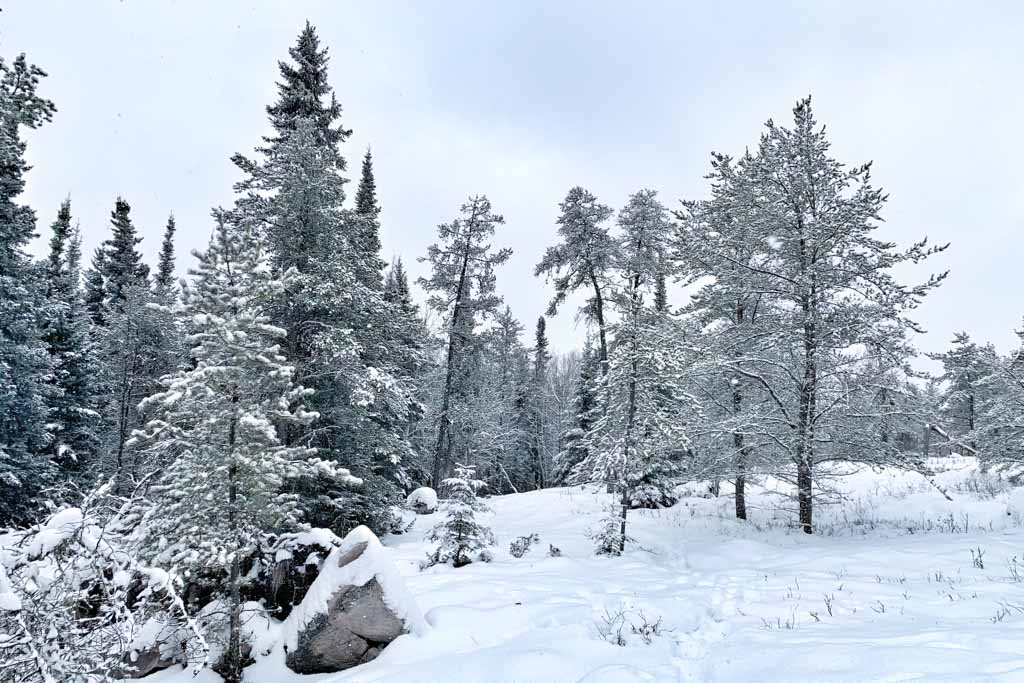 A snowy forest in Black Sturgeon, Ontario, where you could do an online workout.