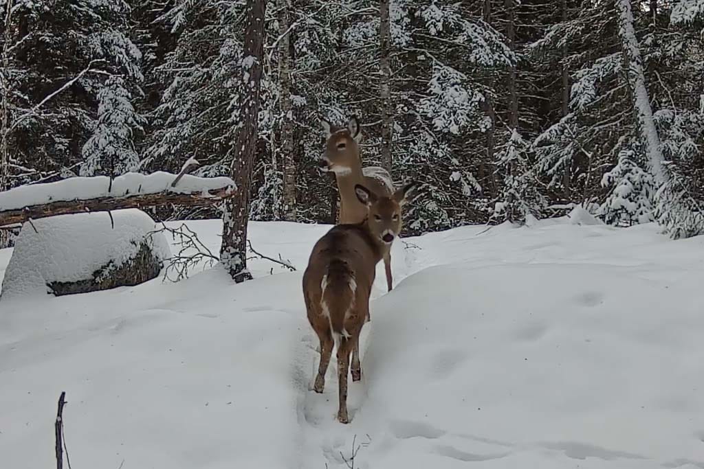 Two whitetail deer on a snowy trail in the Kenora area.