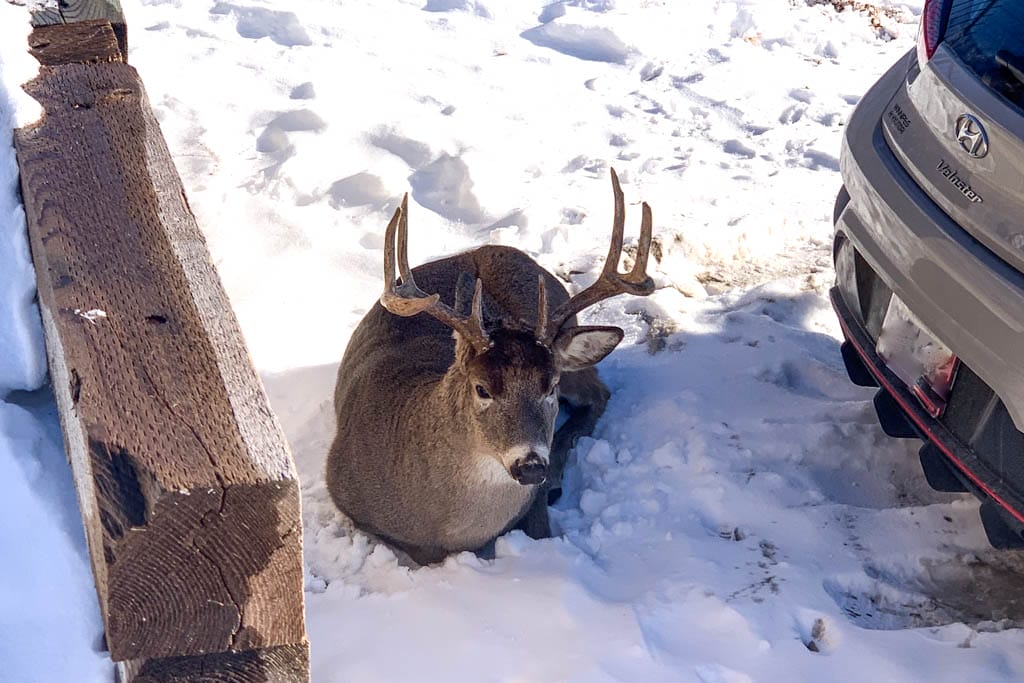 A closeup photo of a whitetail buck with a large rack resting in a parking lot near Shopper's Drug Mart in Kenora, Ontario.
