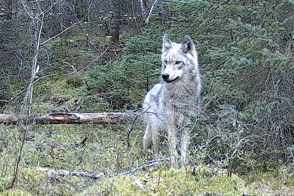 A photo of a grey wolf in the woods between Kenora and Redditt in Ontario.